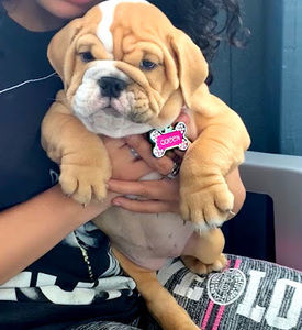 Meet your Posher, King qeen